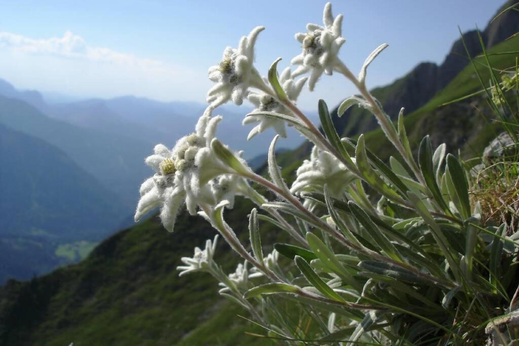 Gite Au Printemps Japonais, Petit Train De La Mure, Parc Des Ecrins Pierre-Chatel Exteriör bild